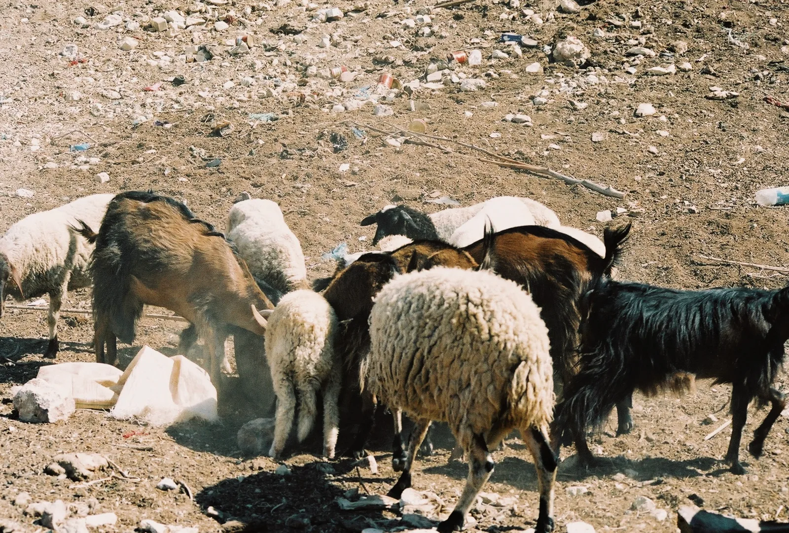 TODO — description de 2005-06-tunisie-31.webp