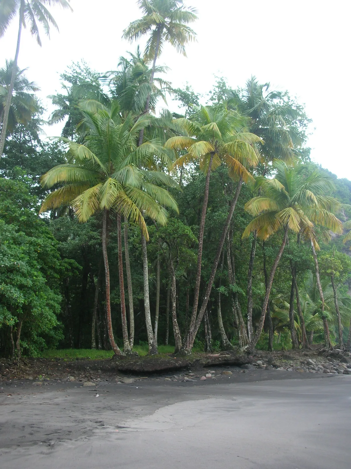 TODO — description de 2006-martinique-17.webp
