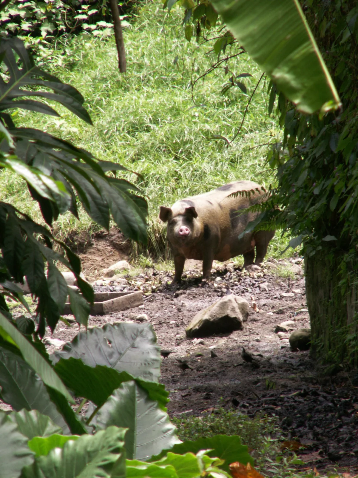 TODO — description de 2007-martinique-12.webp