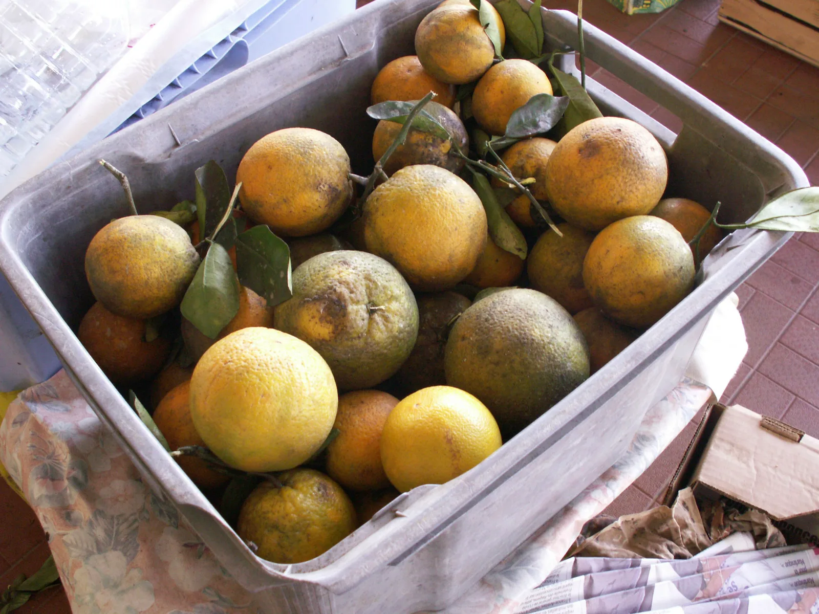 TODO — description de 2007-martinique-33.webp