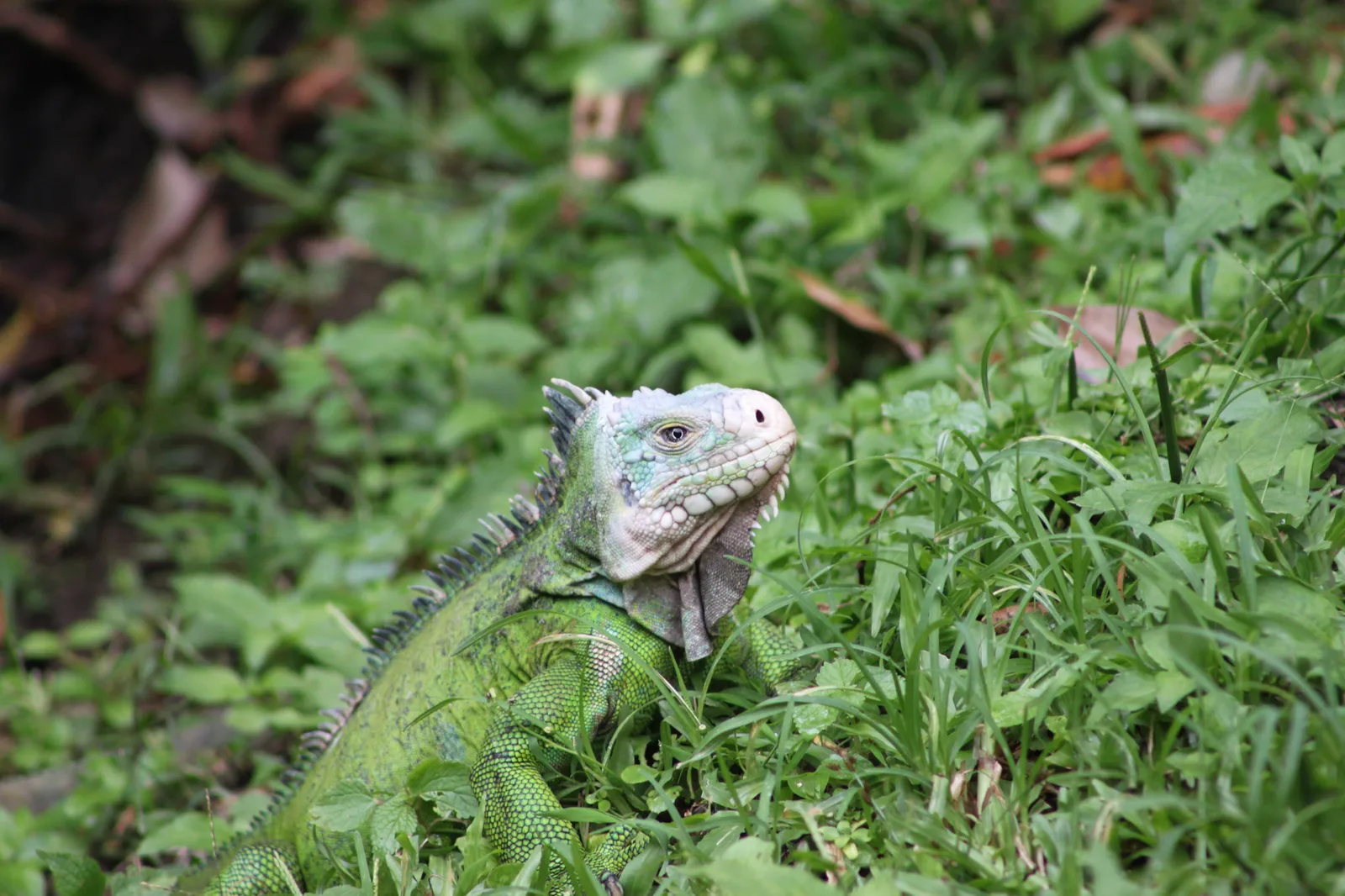TODO — description de 2012-08-guadeloupe-05.webp