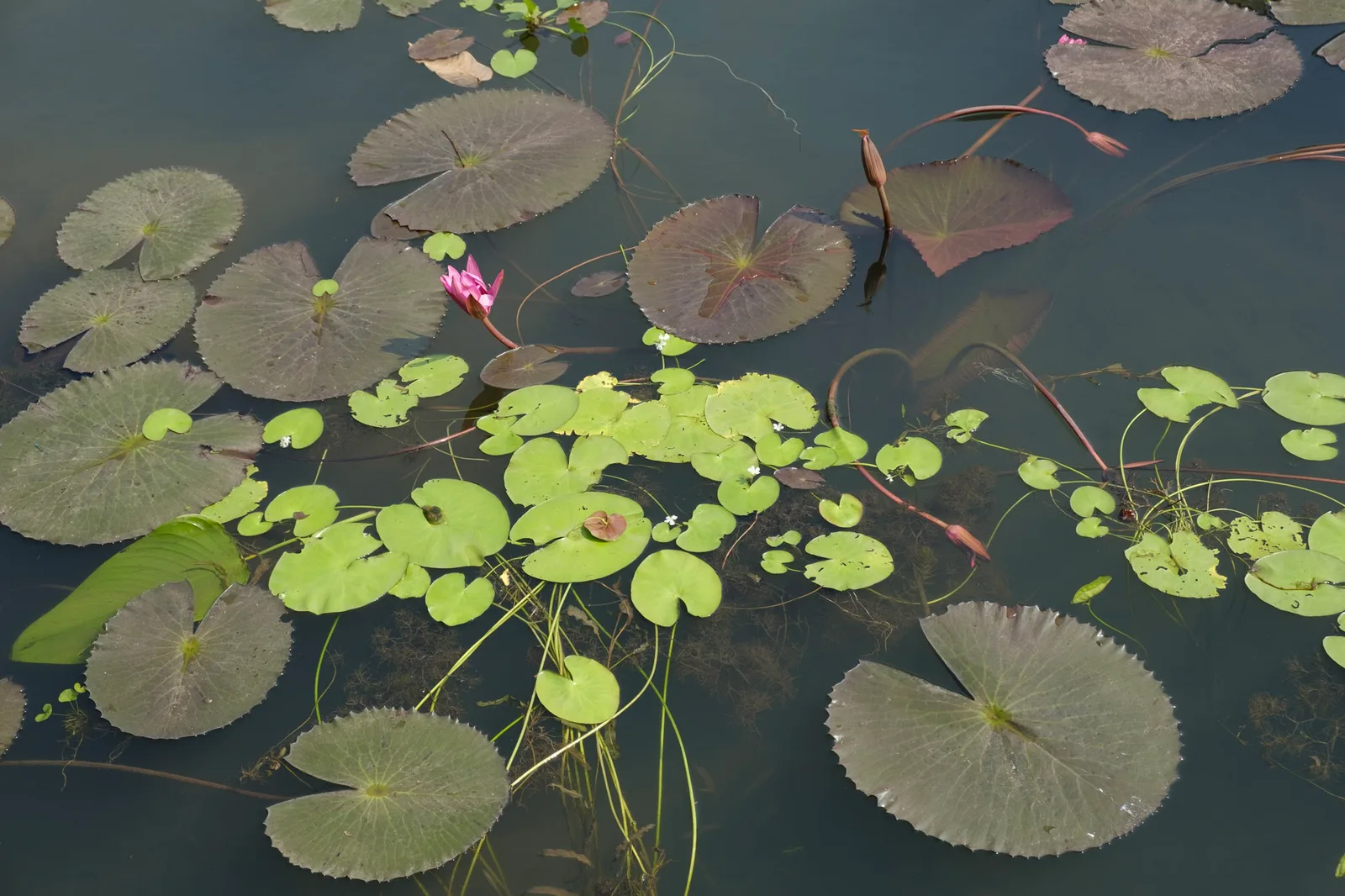 TODO — description de 2018-02-thailande-09.webp
