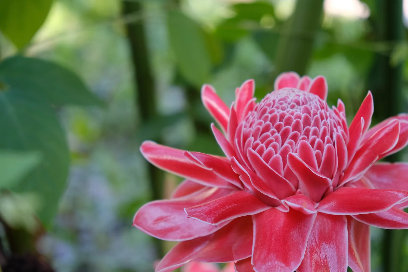 TODO — description de 2018-02-thailande-25.webp
