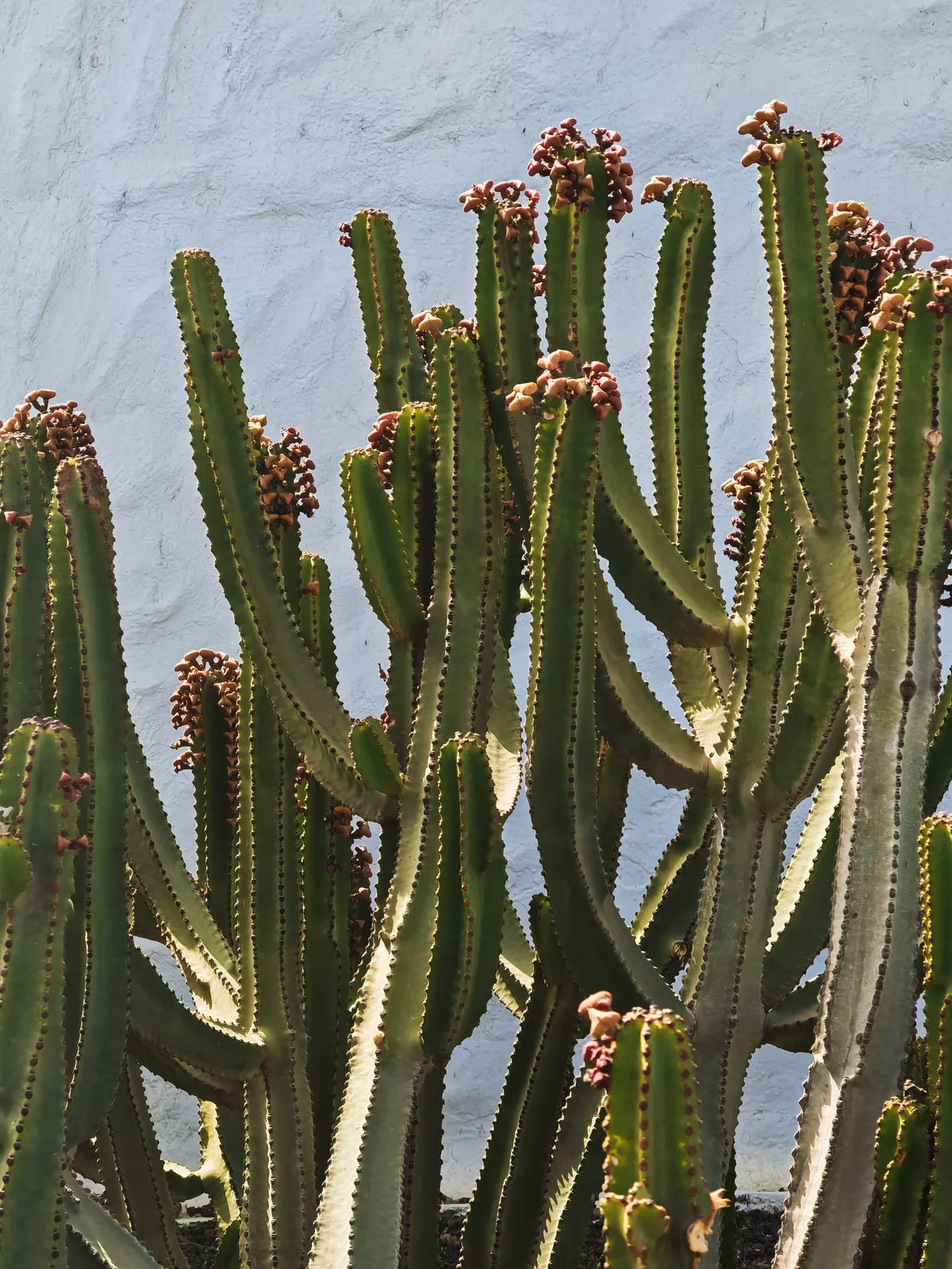TODO — description de 2024-02-lanzarote-26.webp