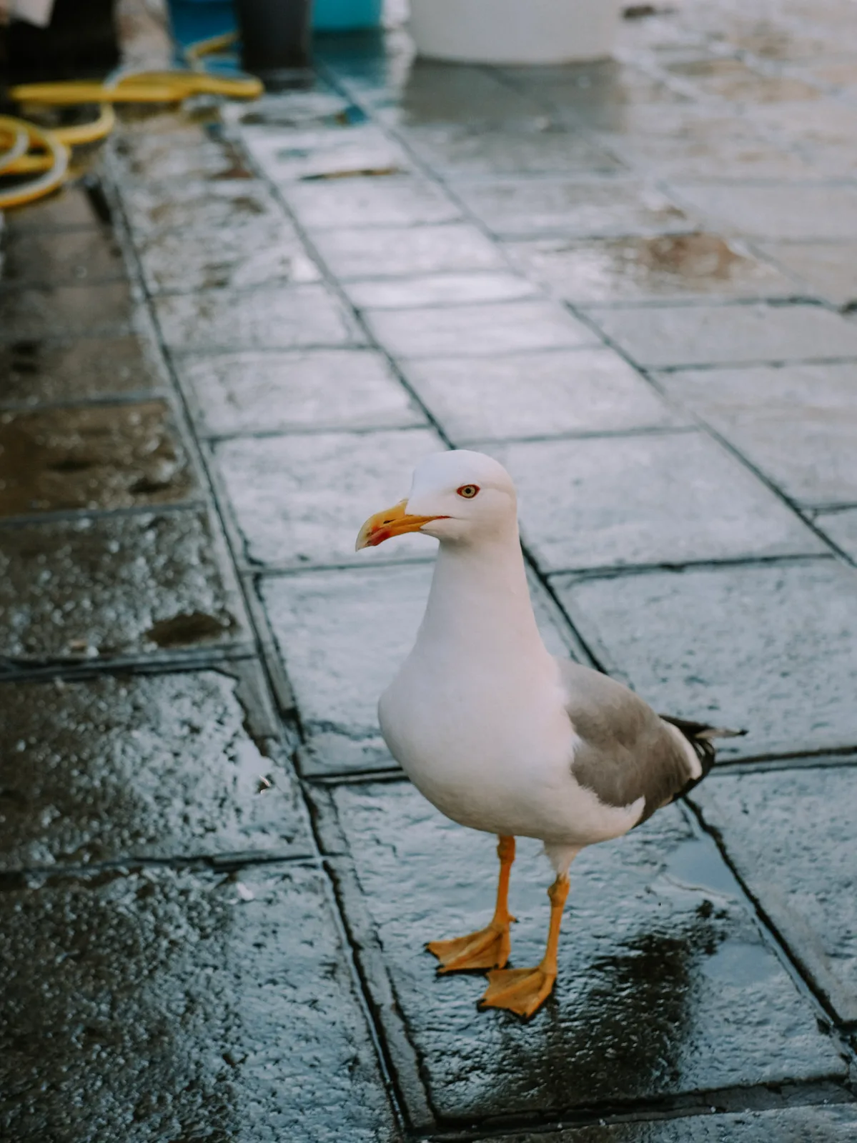 TODO — description de 2024-02-venise-11.webp