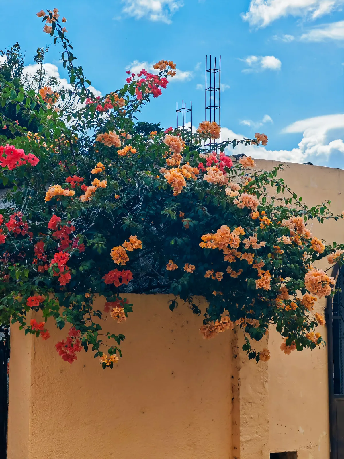 TODO — description de mexique-2025-07.webp