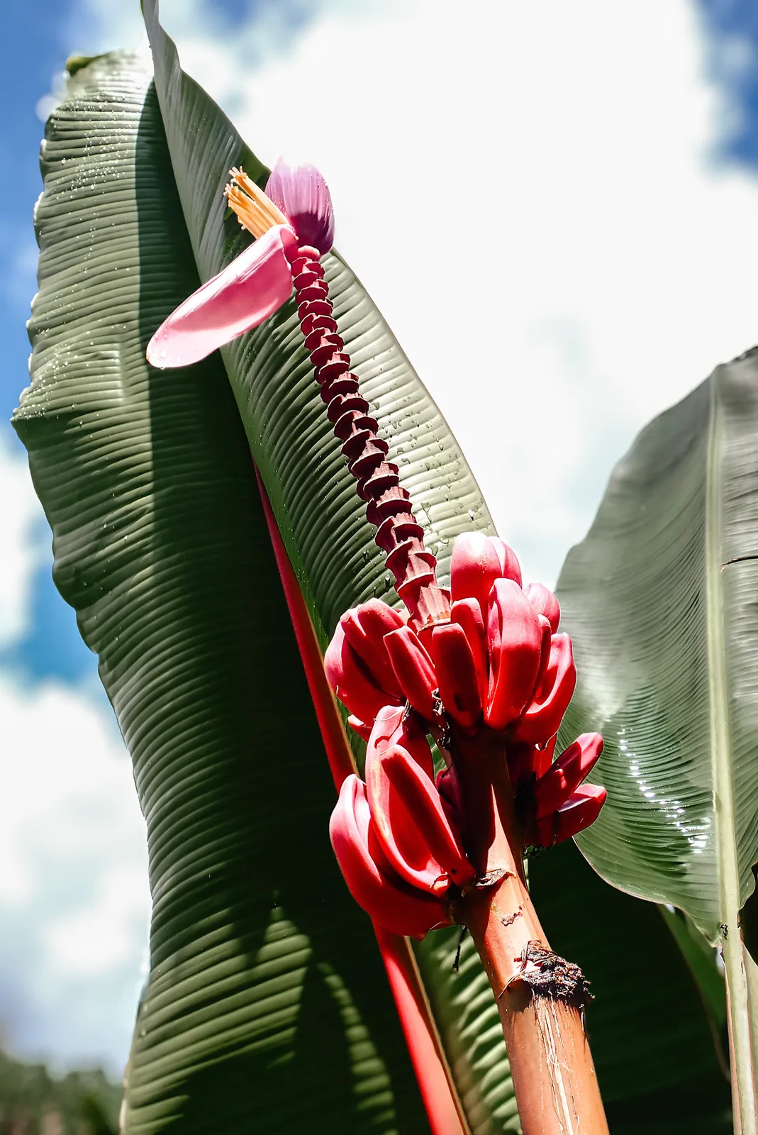 TODO — 2026-04-martinique-02.webp