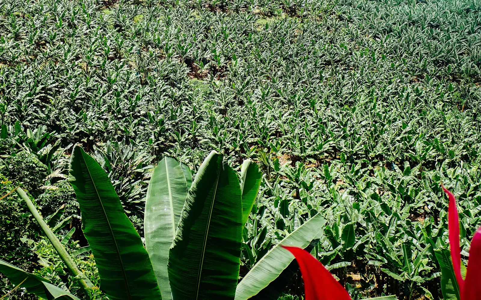 TODO — 2026-04-martinique-04.webp