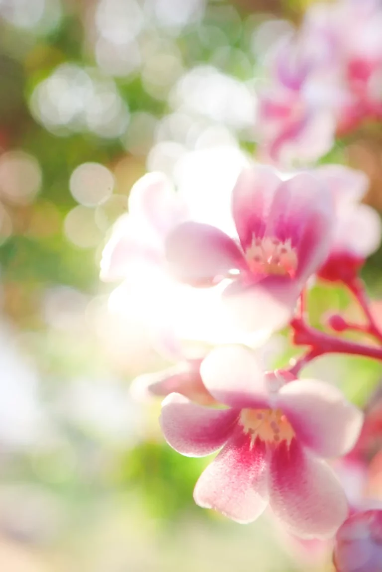 Martinique, la vie en grand