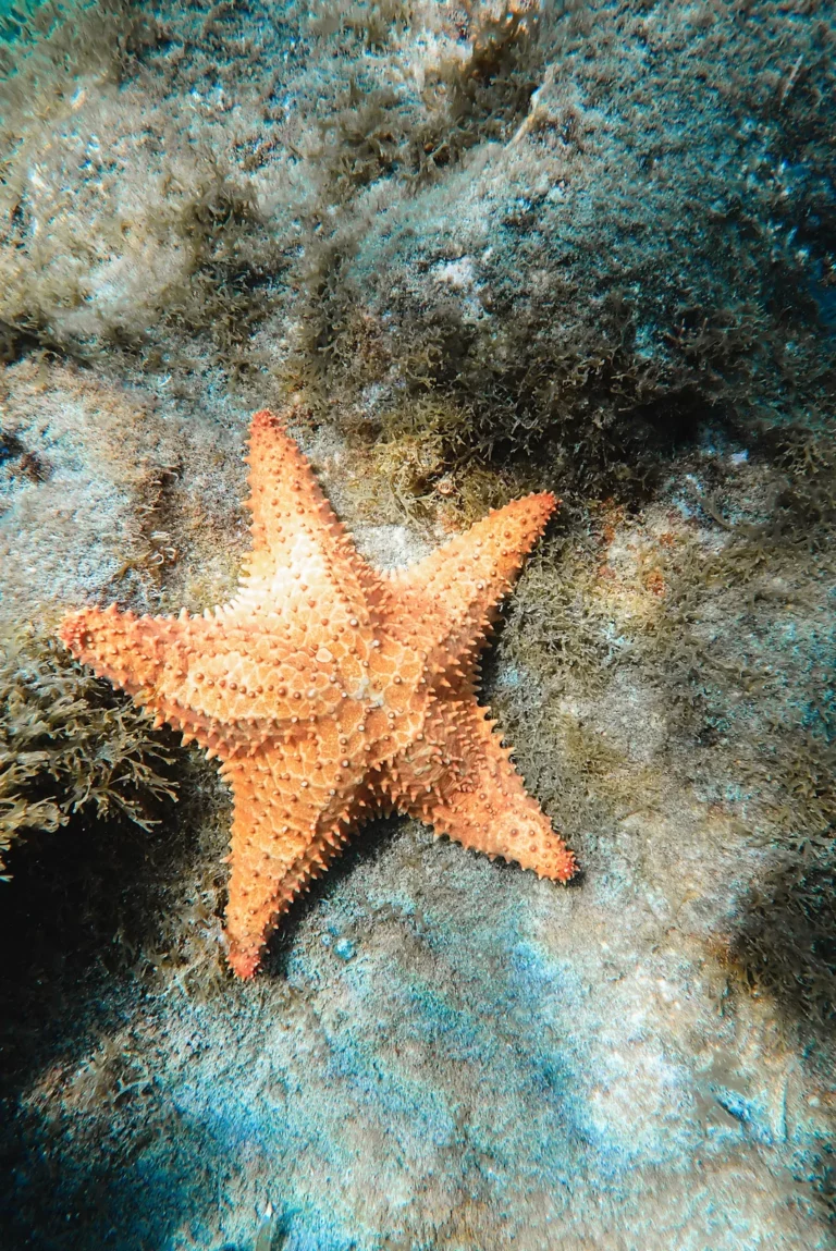 Martinique, la vie en grand